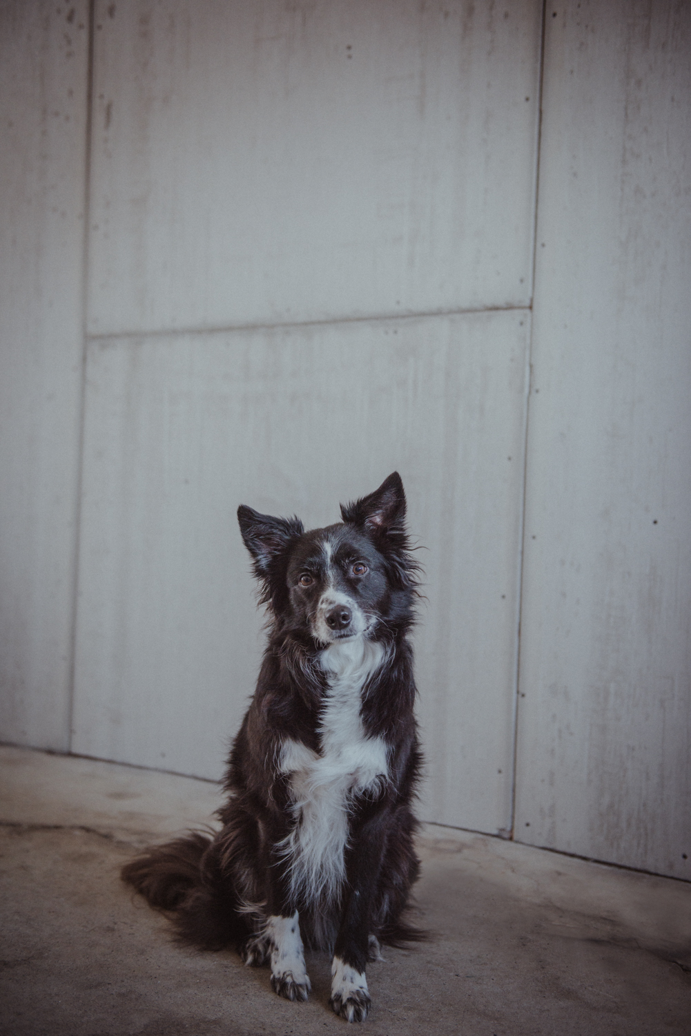 Dog-Portrait-Photography-Kamloops--3.jpg