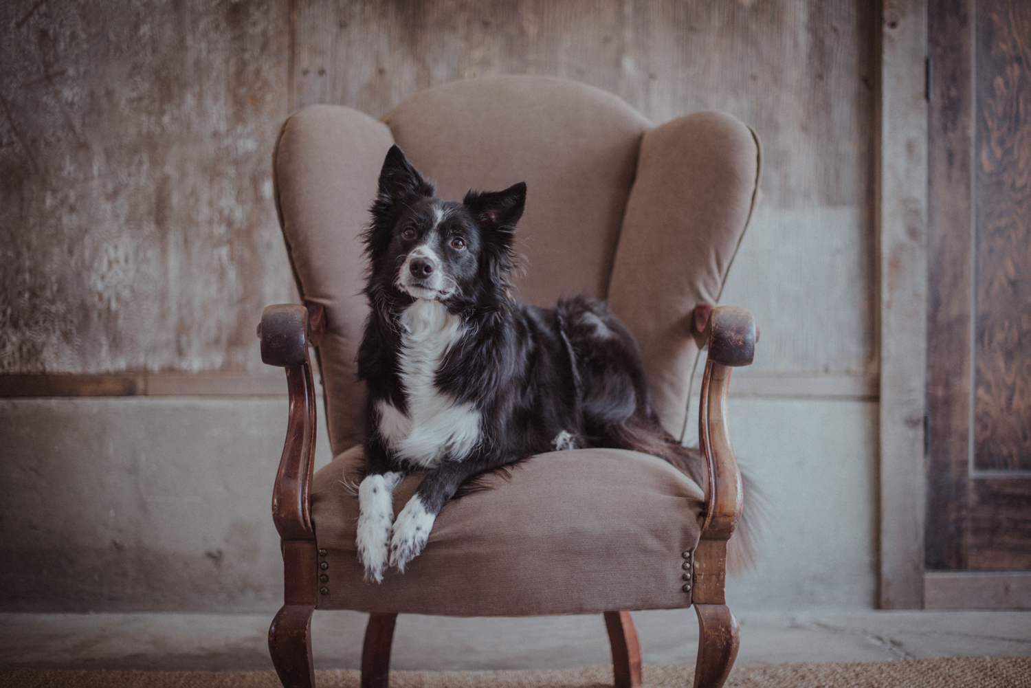 Dog-Portrait-Photography-Kamloops--2.jpg
