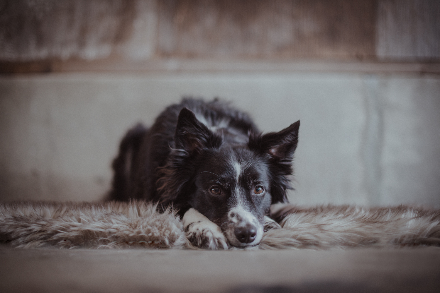 Dog-Portrait-Photography-Kamloops-.jpg