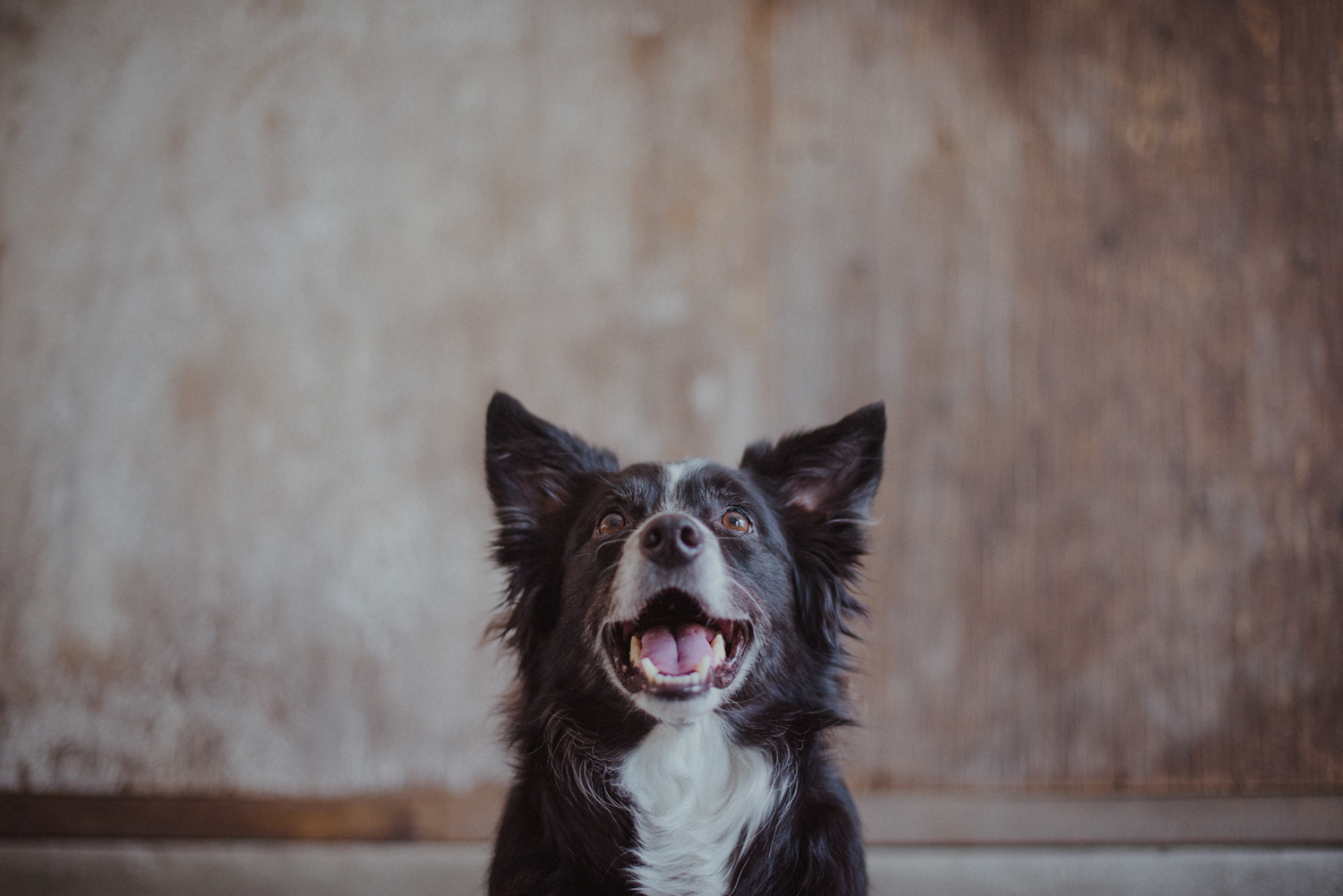 Dog-Portrait-Photography-Kamloops-4687.jpg