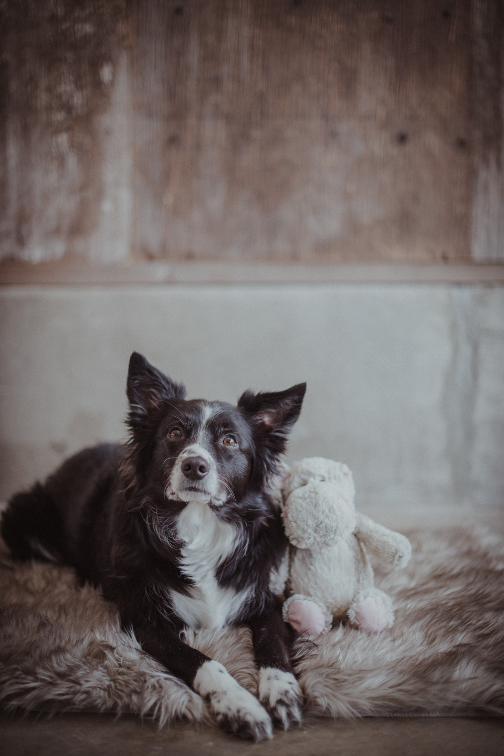 Dog-Portrait-Photography-Kamloops-4750.jpg