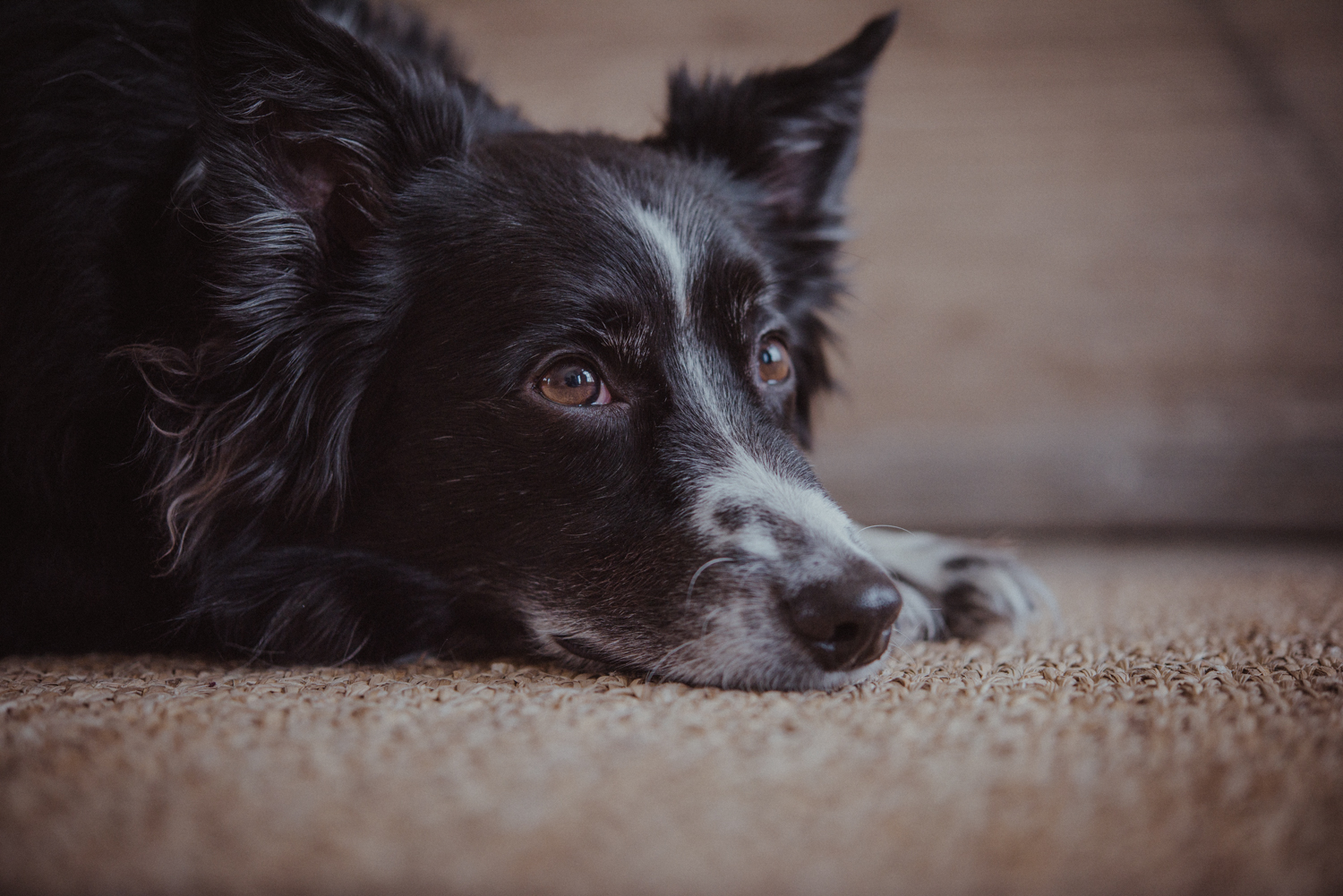 Dog-Portrait-Photography-Kamloops-4785.jpg