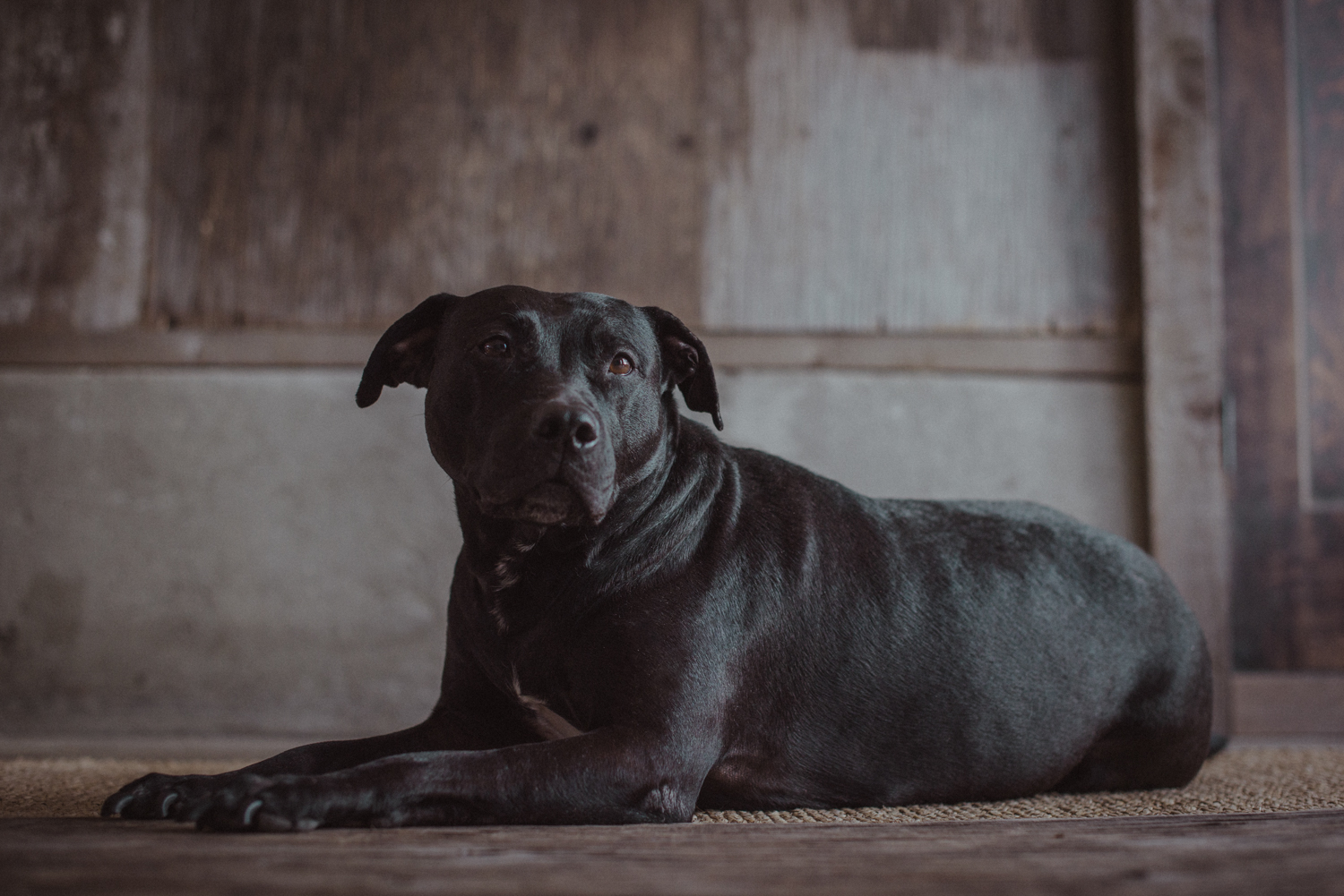 Kamloops-Dog-Portrait-Photography-5198.jpg