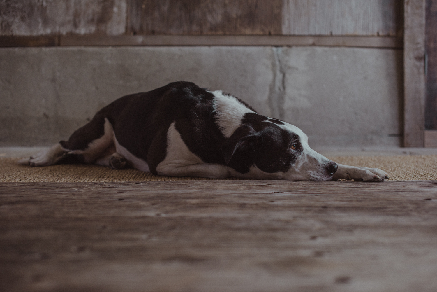 Kamloops-Dog-Portrait-Photography-5207.jpg
