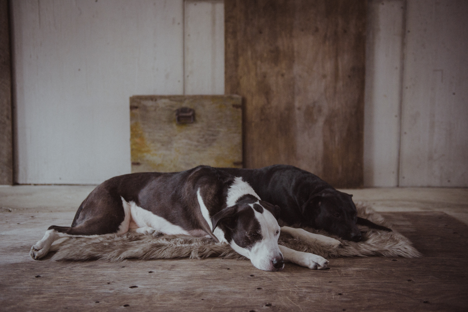 Kamloops-Dog-Portrait-Photography-5343.jpg