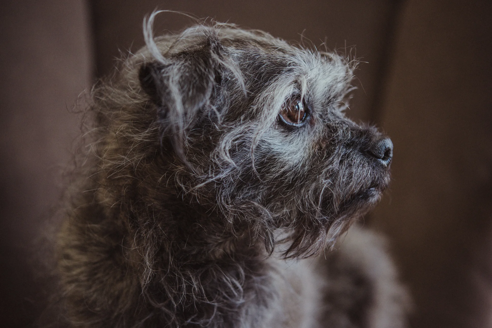 Kamloops-Dog-Portrait-Photography-5848.jpg