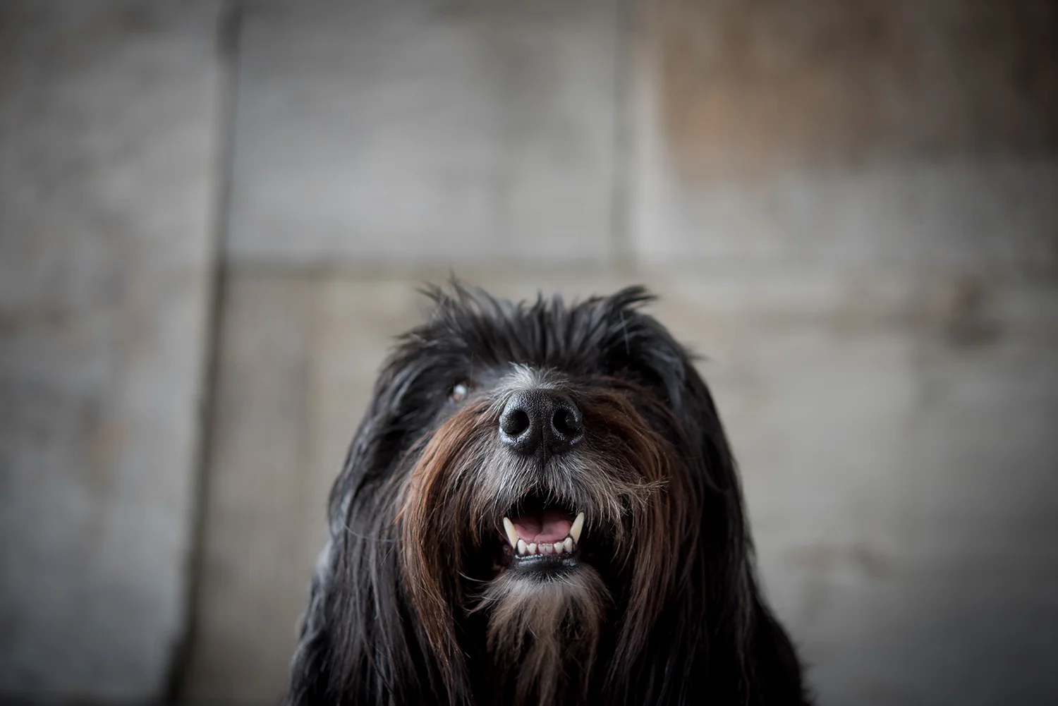 Kamloops-Dog-Portrait-Photography-0473.jpg