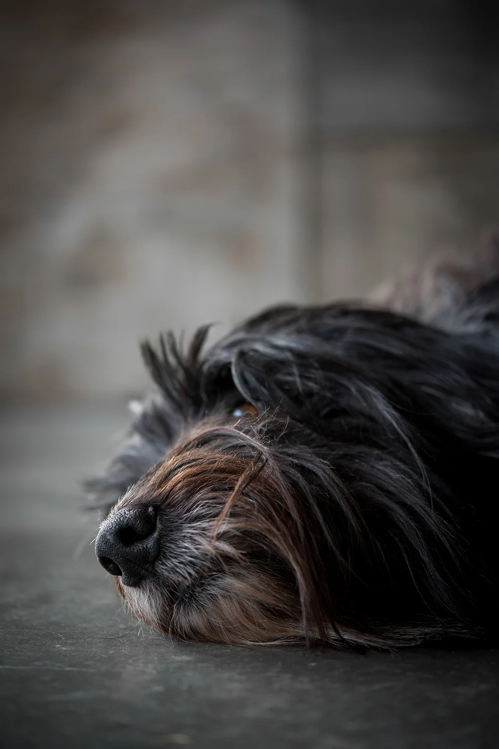 Kamloops-Dog-Portrait-Photography-0567.jpg