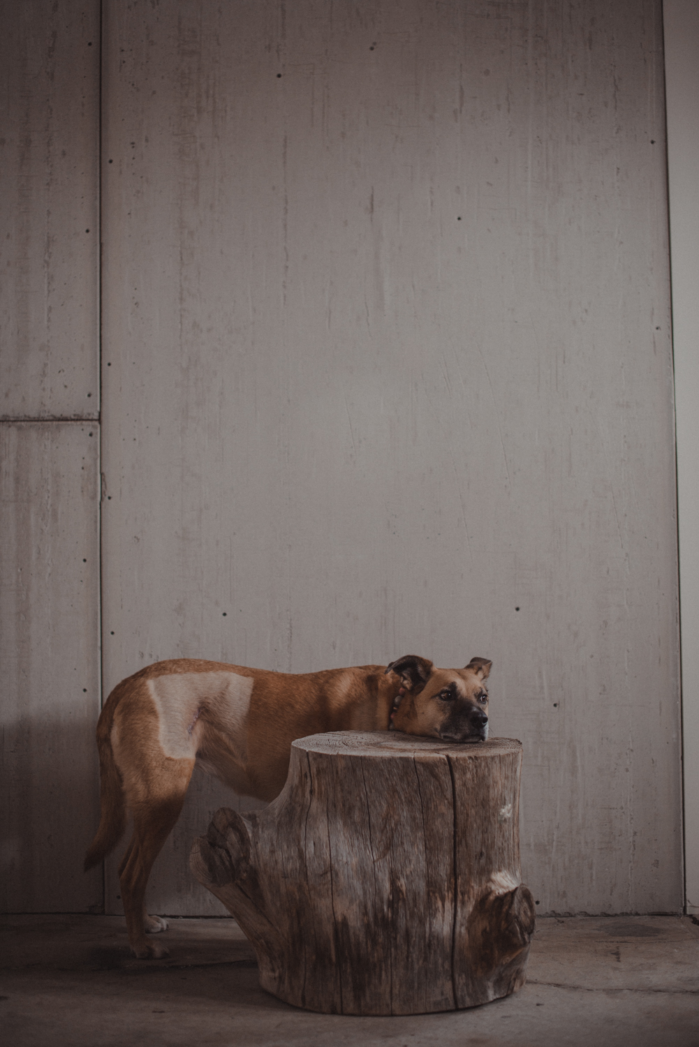 Dog-Portrait-Photography-Kamloops-4902.jpg