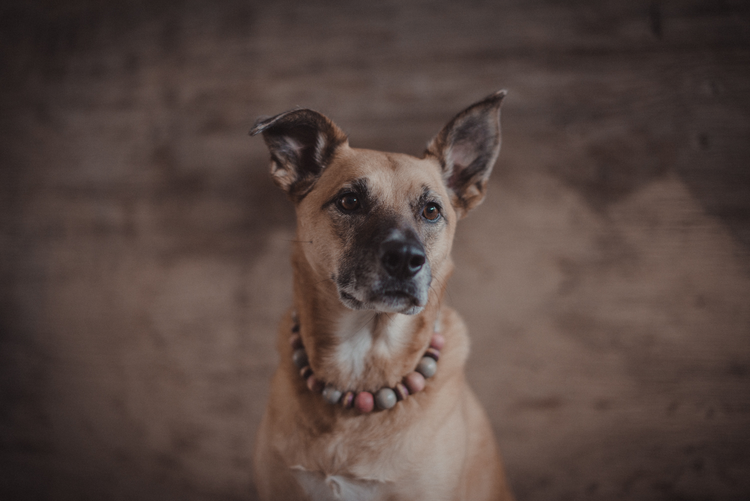 Dog-Portrait-Photography-Kamloops-4915.jpg
