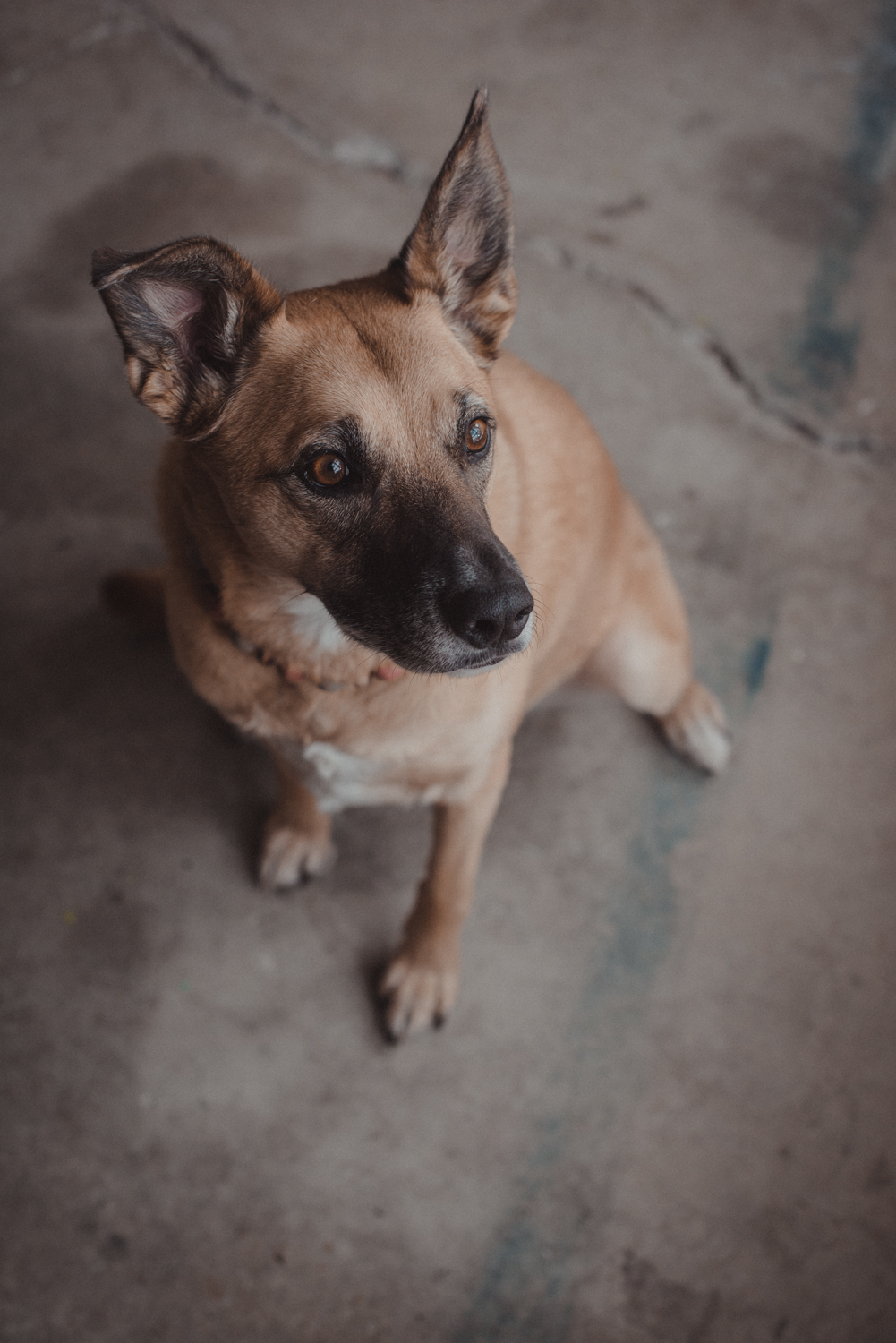 Dog-Portrait-Photography-Kamloops-4950.jpg