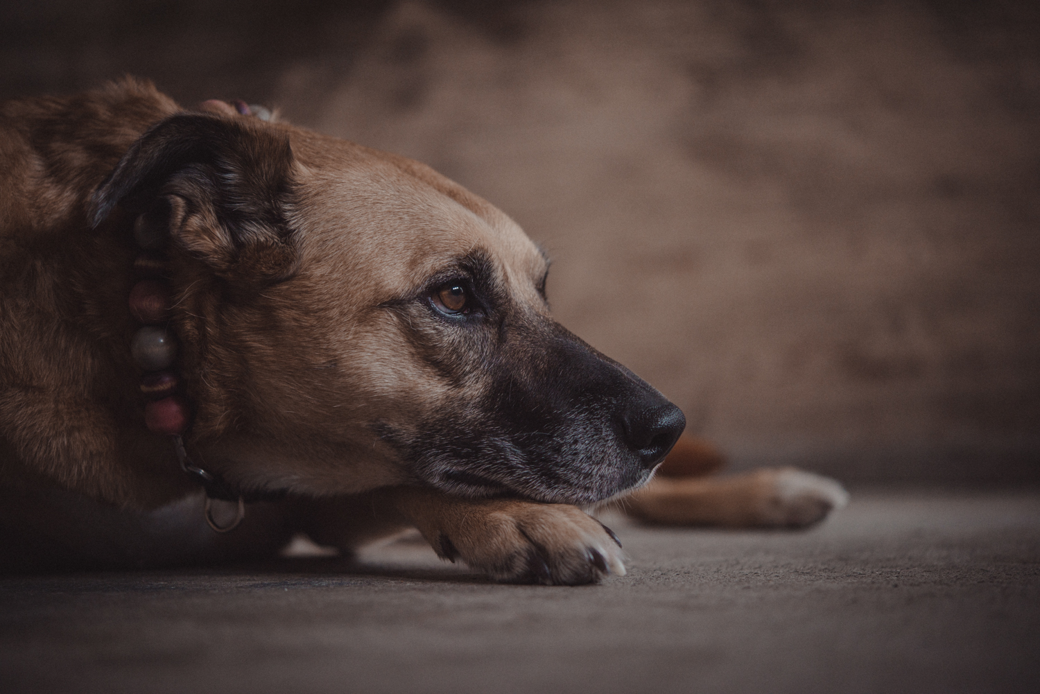 Dog-Portrait-Photography-Kamloops-4925.jpg