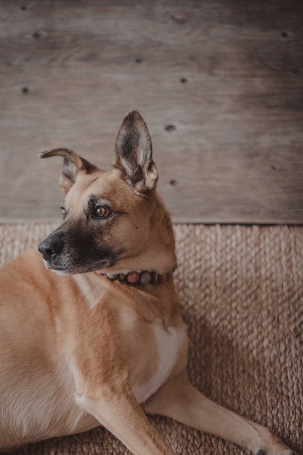 Dog-Portrait-Photography-Kamloops-4962.jpg