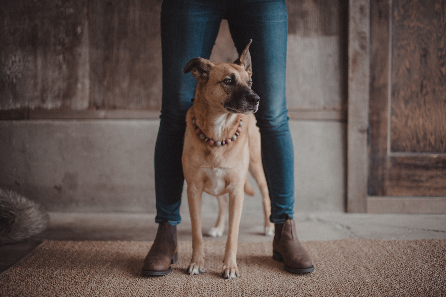 Dog-Portrait-Photography-Kamloops-4977.jpg