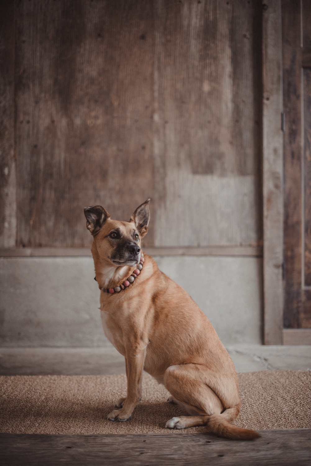 Dog-Portrait-Photography-Kamloops-4999.jpg