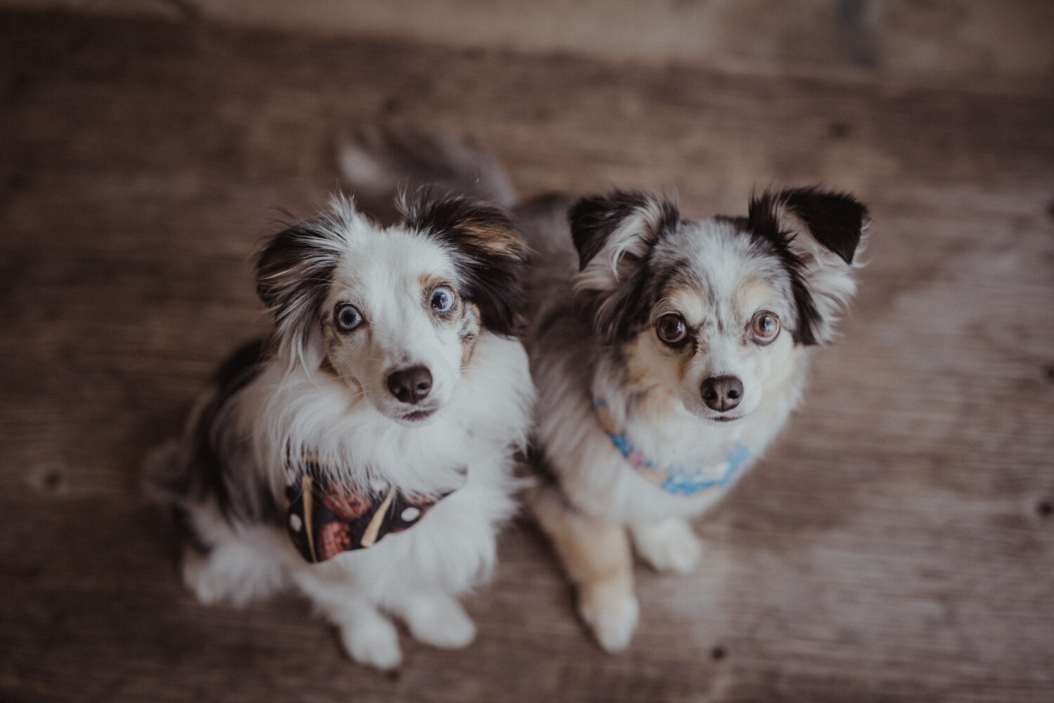 Kamloops-Dog-Portrait-Photography-5.jpg