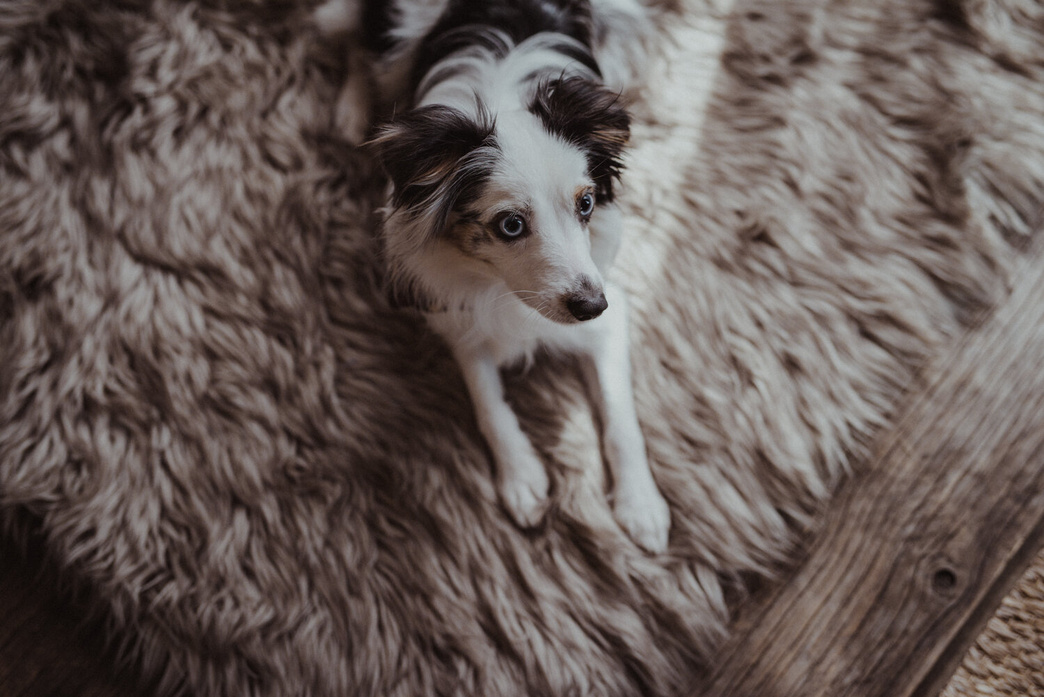 Kamloops-Dog-Portrait-Photography-7.jpg
