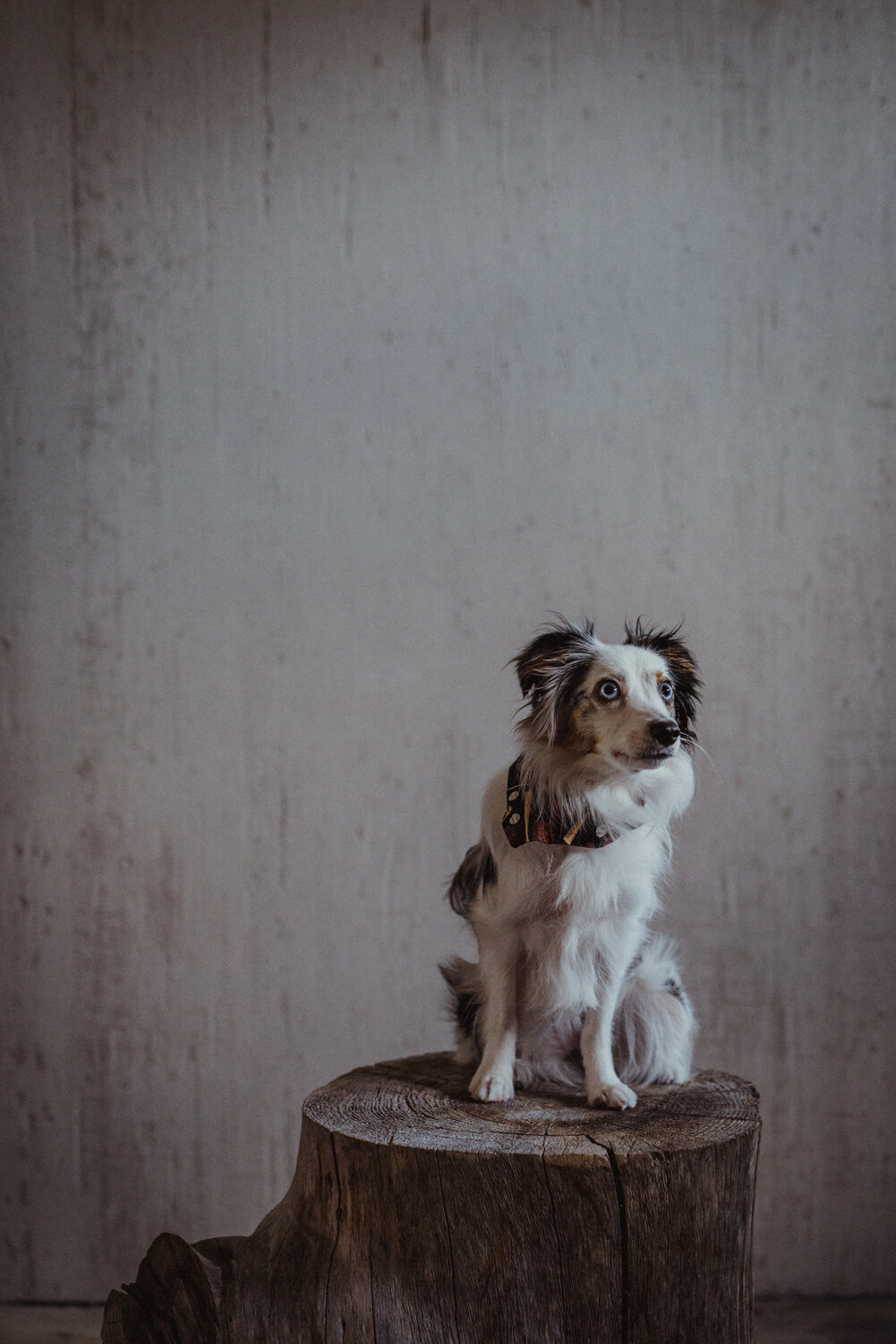 Kamloops-Dog-Portrait-Photography-8.jpg