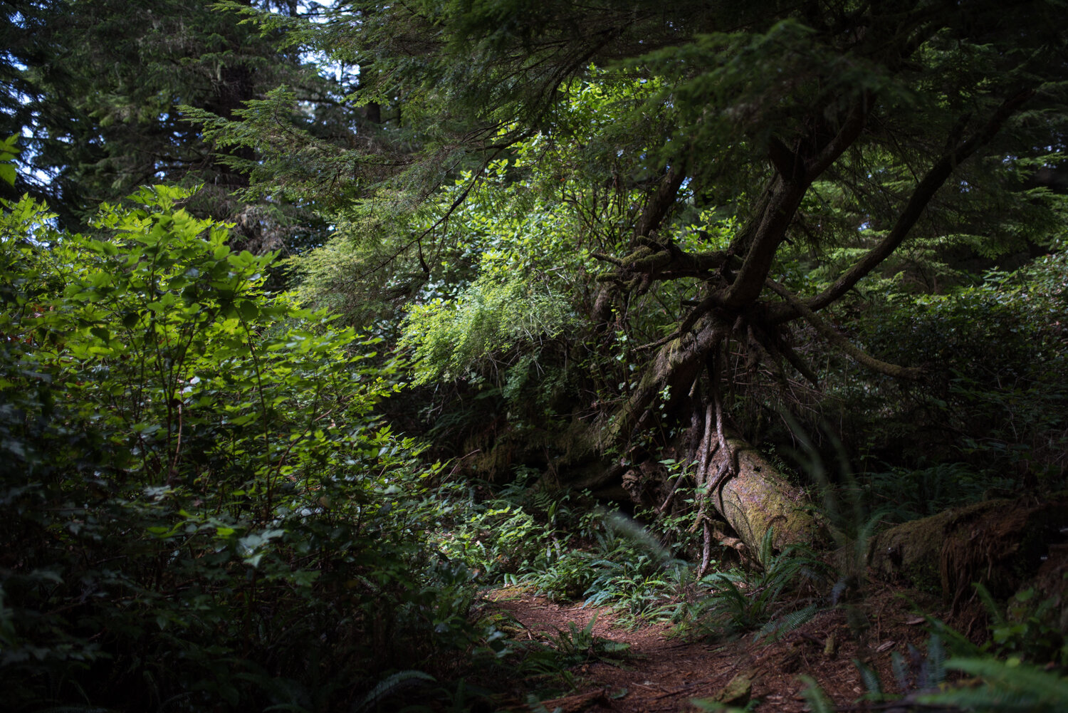 Ucluelet-Wya-Point-Wedding-Owen-Imaging-1.jpg