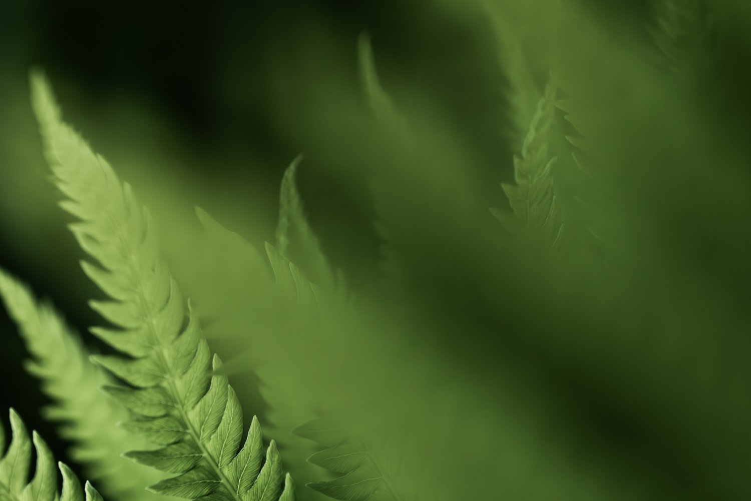 Fine Art Macro Plant Landscape Photography-Owen Imaging-.jpg