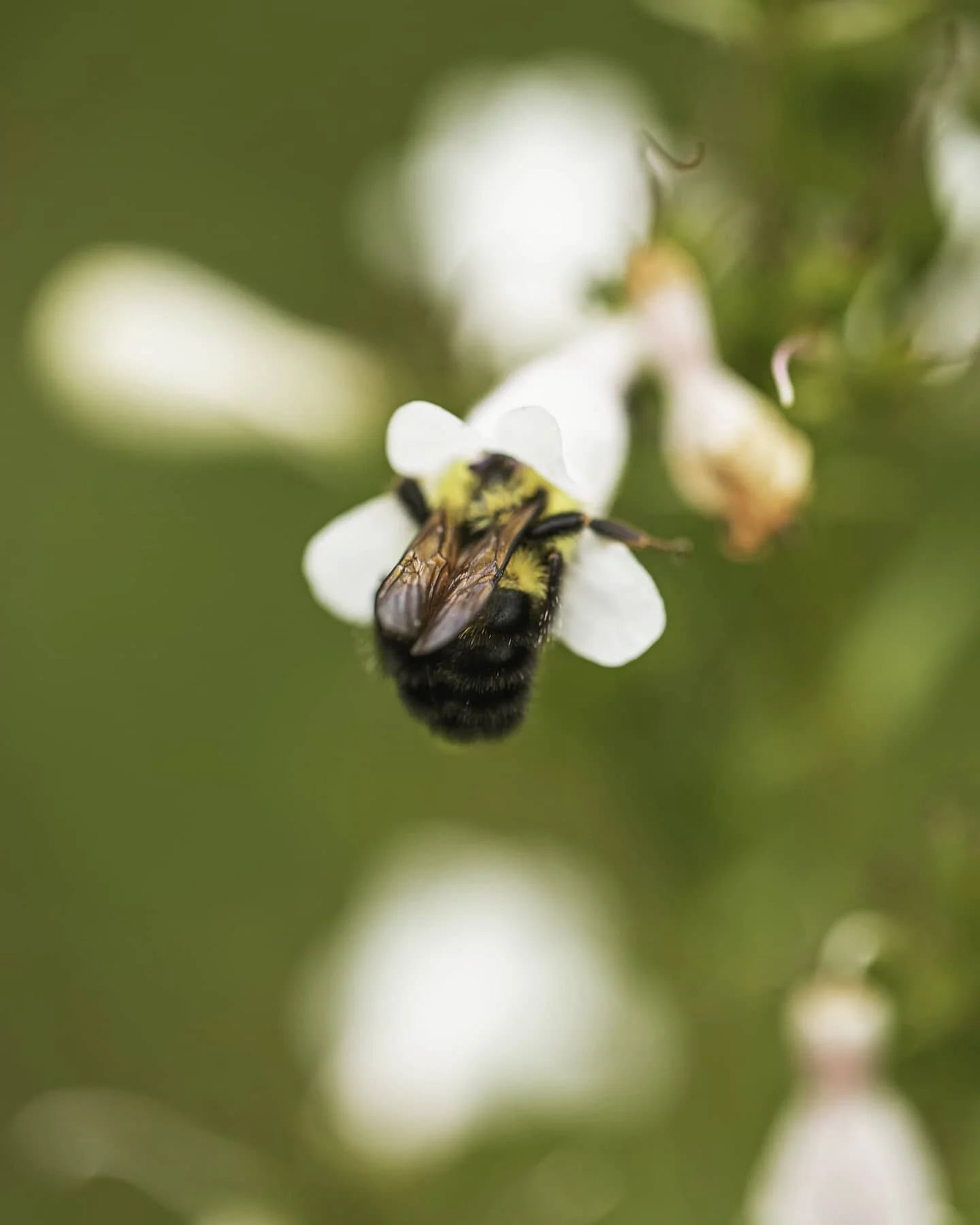 I heard spring has sprung 🐝
.
.
.
.
.
.
.
.
.
.
.
.
.
.
#dankvisionz #photography #photooftheday #justgoshoot #instagood #throughthelens #instaphoto #photographydaily #naturegram #natureshots #savethebees #nature_photo #ignature #macrophotography #n