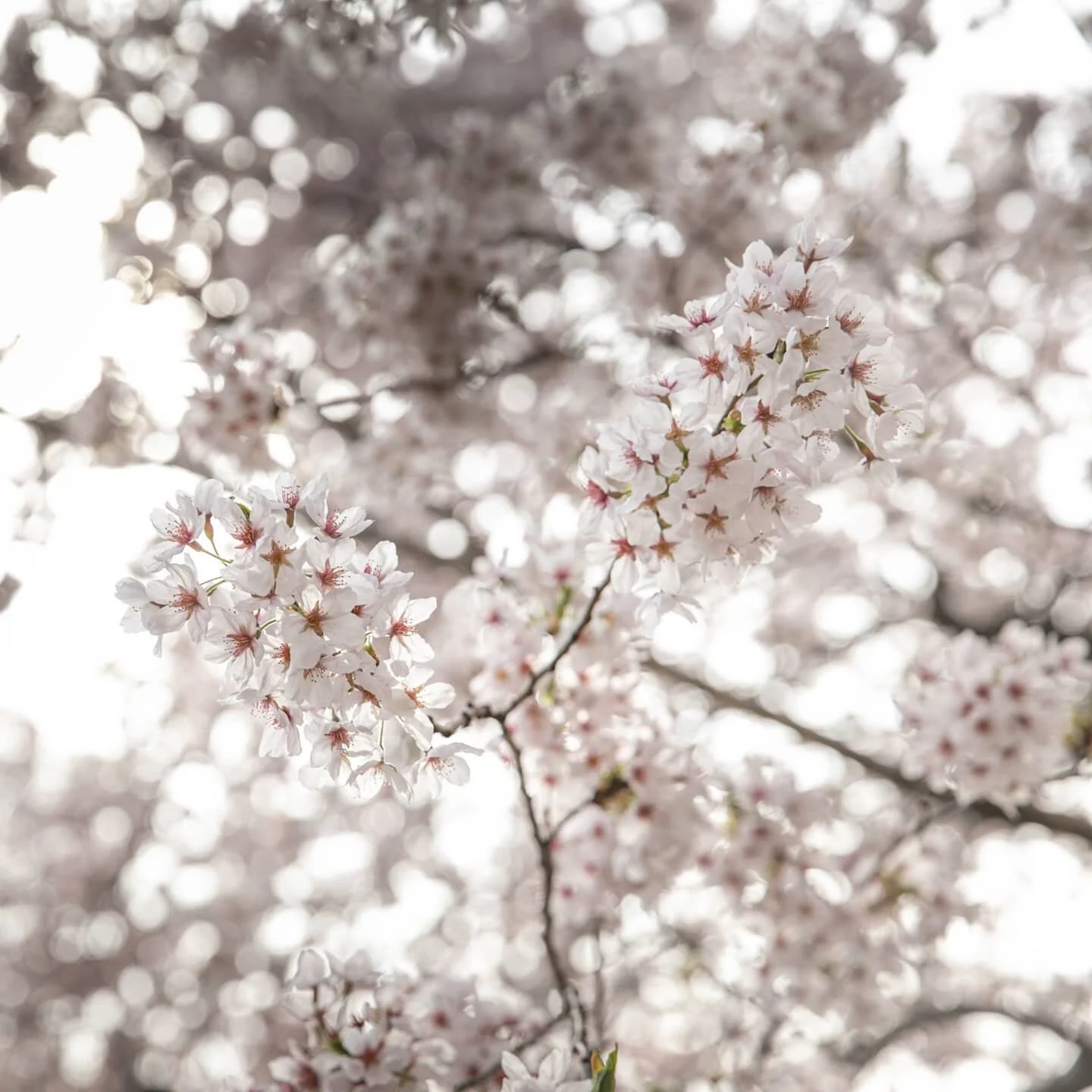 Happy I got to see @centralparknyc in bloom this season.
.
.
.
.
.
.
.
.
#dankvisionz #photography #photooftheday #justgoshoot #instagood #throughthelens #instaphoto #photographydaily #centralpark #nyc #newyorkcity #secretnyc #timeoutny #centralparkn