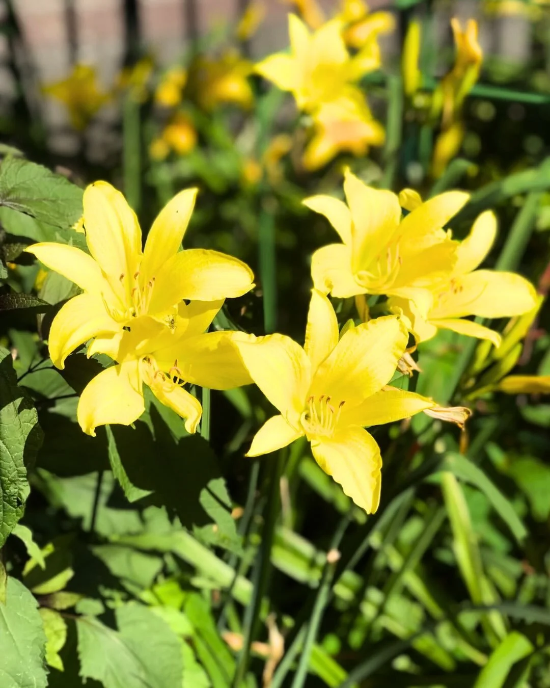 Seasonal Beauty Shot! 

Daffodils planted last fall peeking through to welcome spring! Happy Spring All!

#suttonplaceparks #suttonplaceconservancy 
#citynature #communityparks #nycparks @nycparks