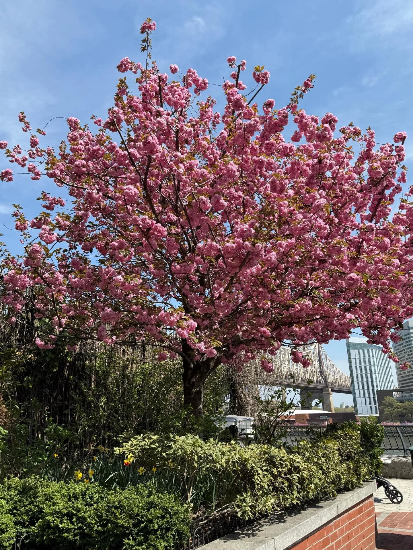 It&rsquo;s Arbor Day &amp; the trees in our parks are shifting into spring mode (finally!) Take a peek and read below to learn more:

Ornamental Cherry (Prunus)
Located on the corner of the 57th Street Plaza where the Promenade begins, this classic f