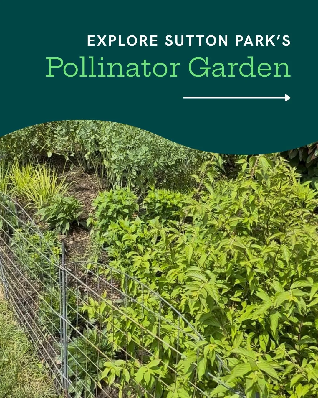 It&rsquo;s Pollinator Week! We&rsquo;re so excited to announce our brand new pollinator garden has been planted at Sutton Park: full of native plants that preserve the local biodiversity by providing nectar, pollen and homes to pollinators. Pollinato