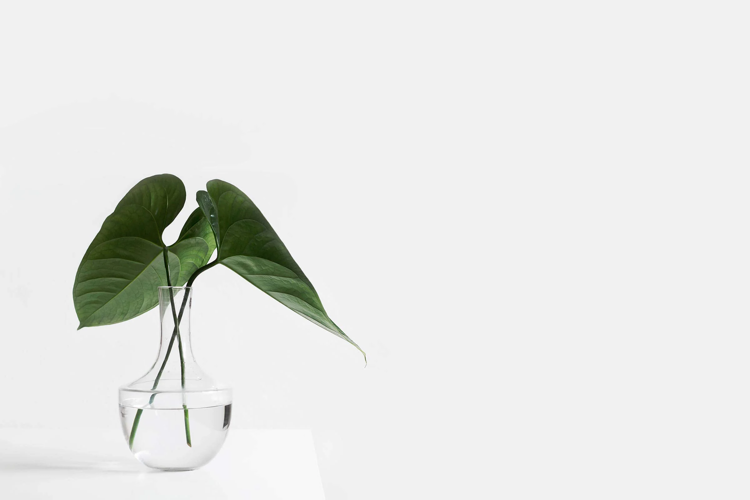 AliHolgar-image-vase-folio-tiny.jpg