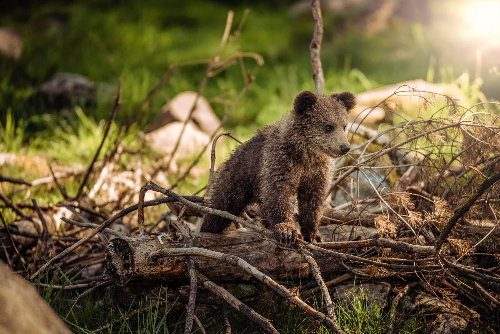 Always leave wildlife alone in nature.jpeg