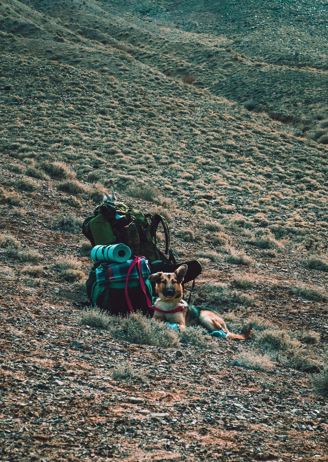 San Pedro hike in Southern California is FULL of pup hiking partners.