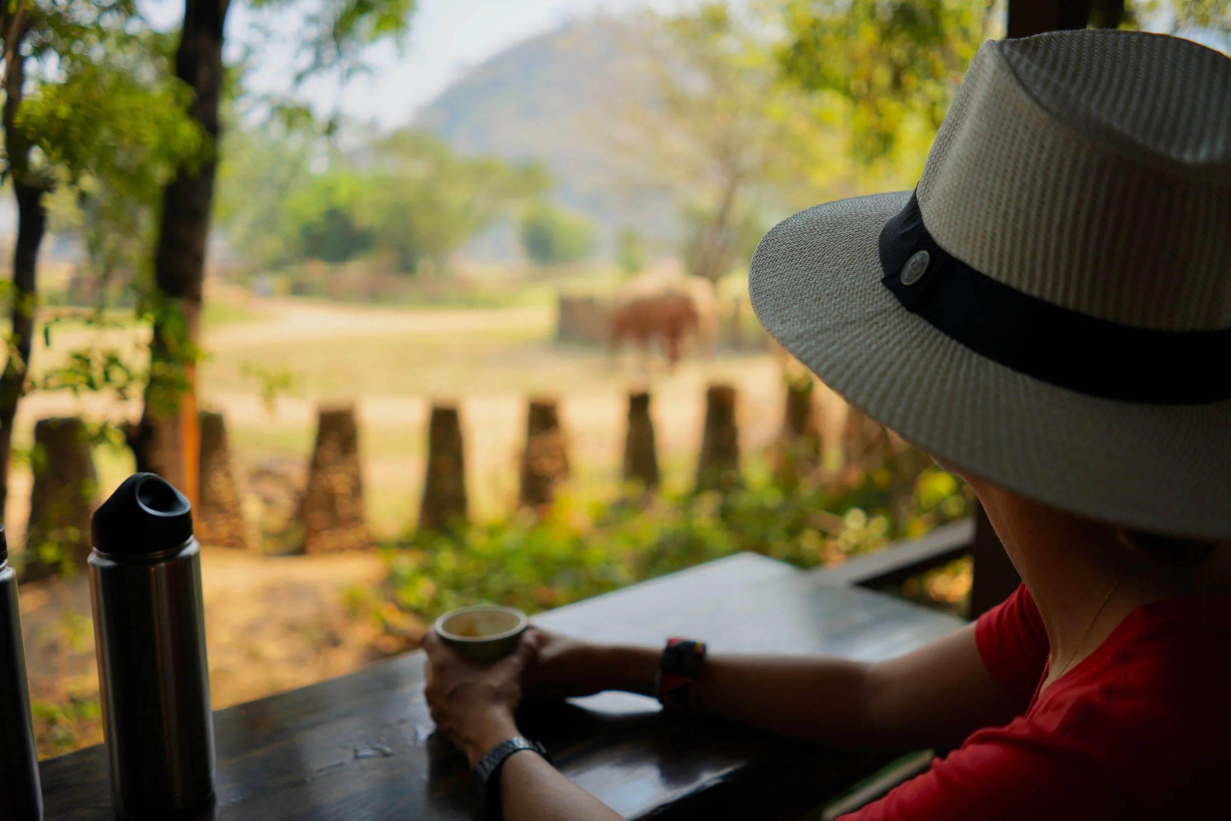 An Elephant Love Story