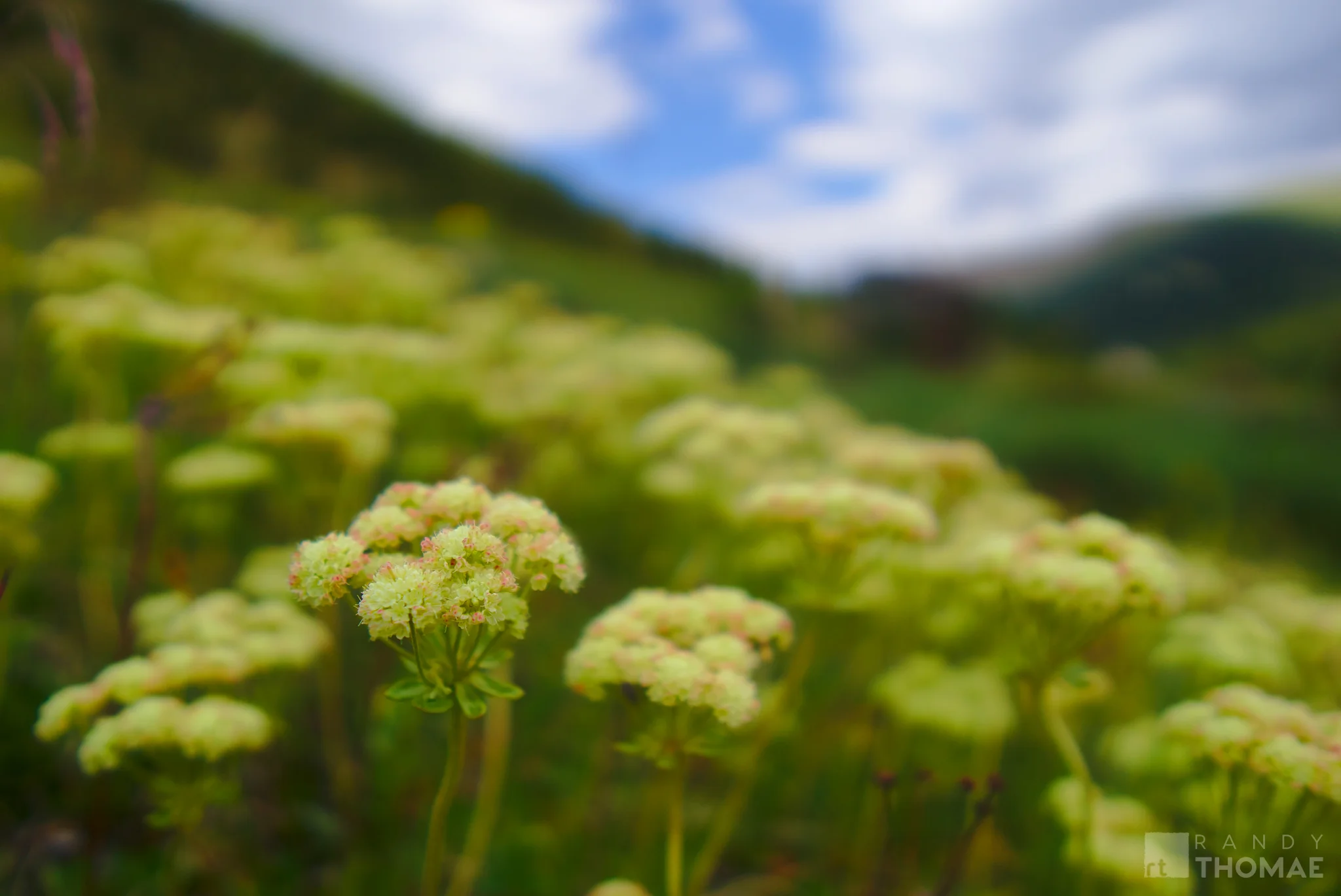 180713_Independence-Pass_0439.jpg