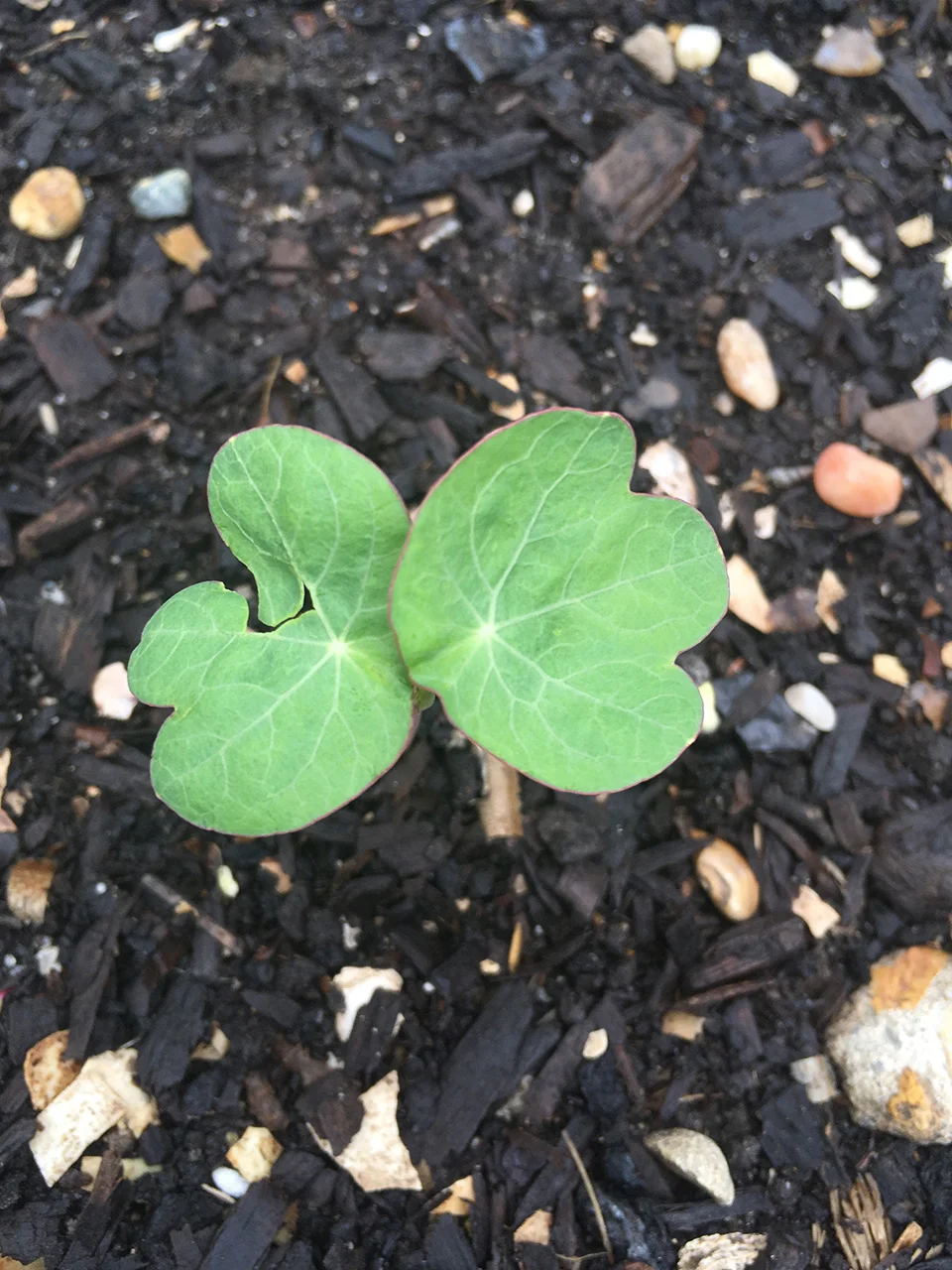 x start nasturtium.jpg