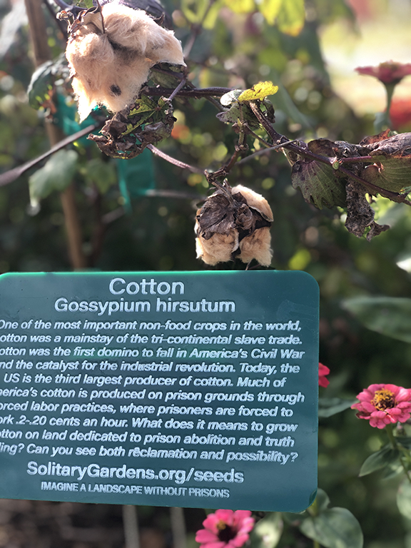 cotton3.png