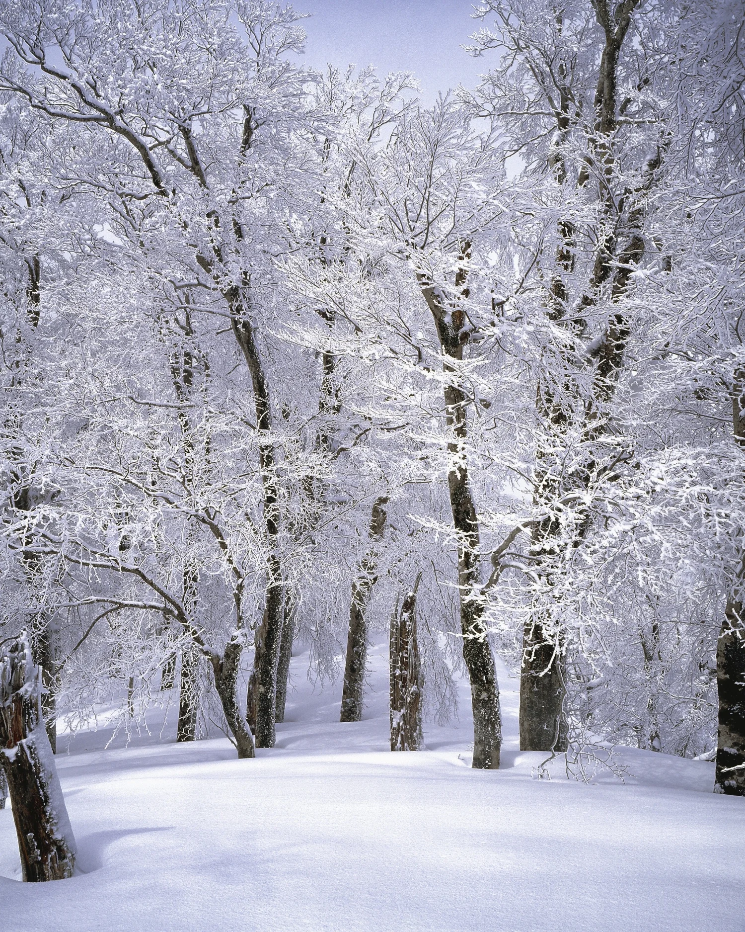 branch-cold-freezing-355403.jpg