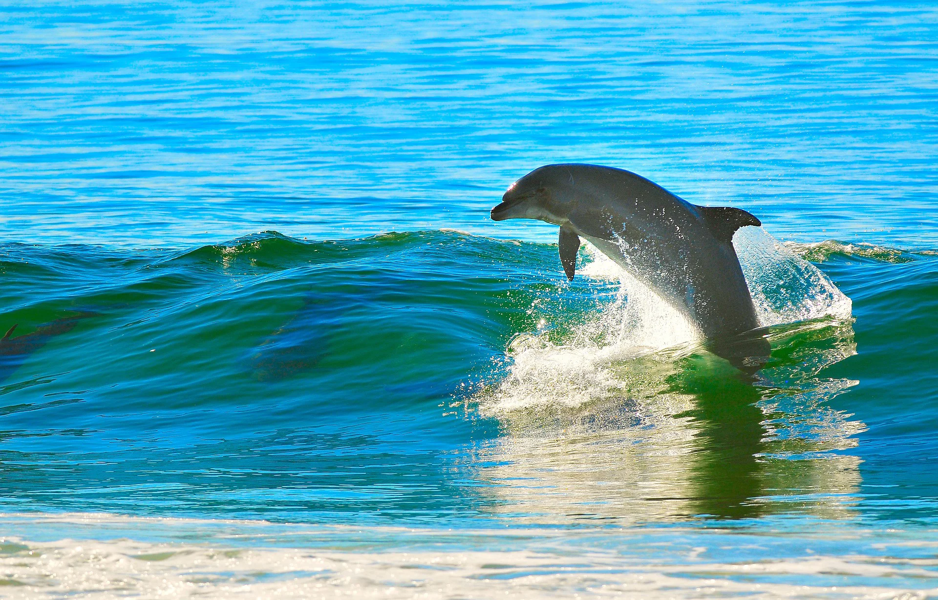 dolphin-1679468_1920.jpg