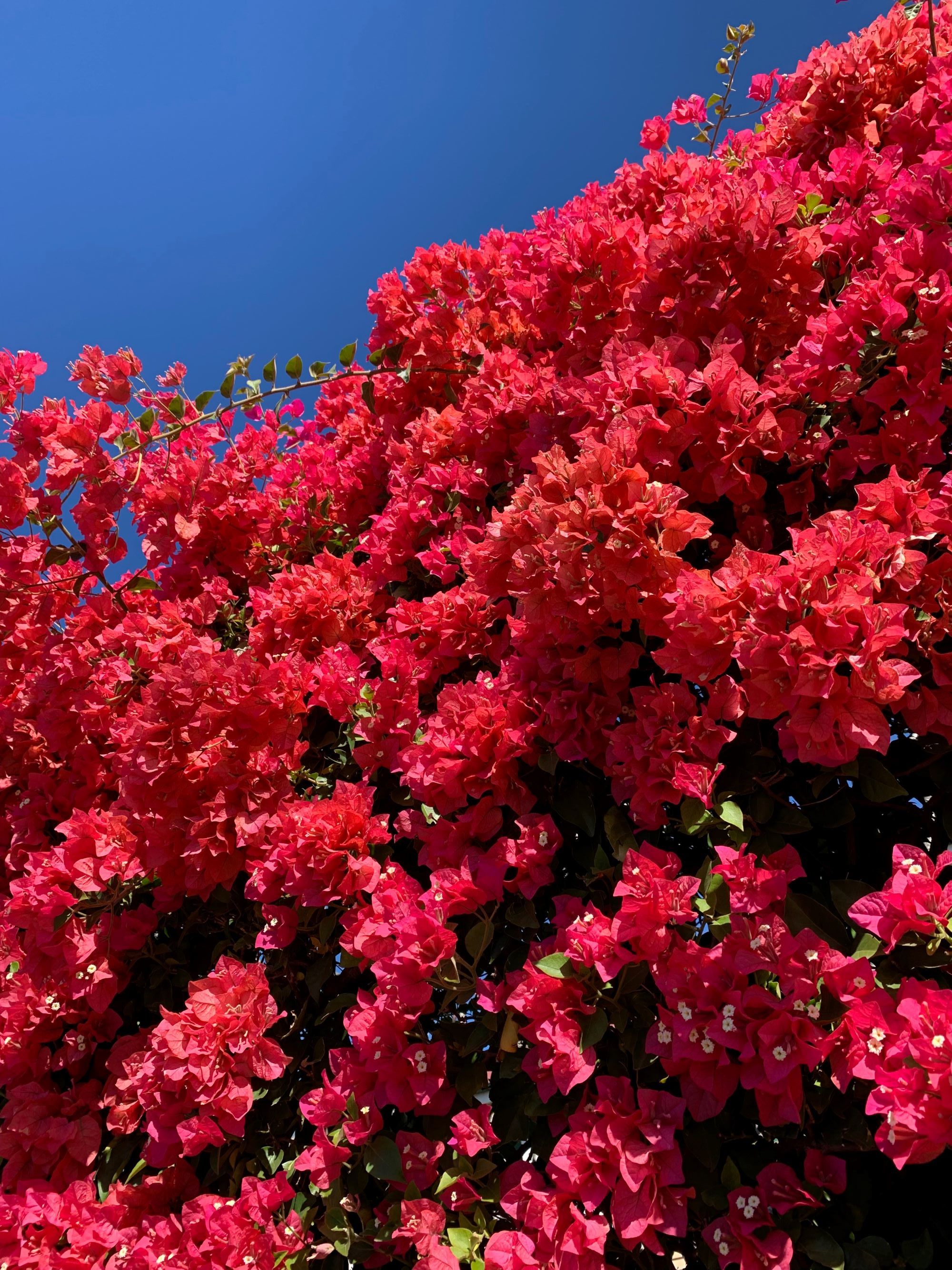 Bougainvillea in all its colourful glory