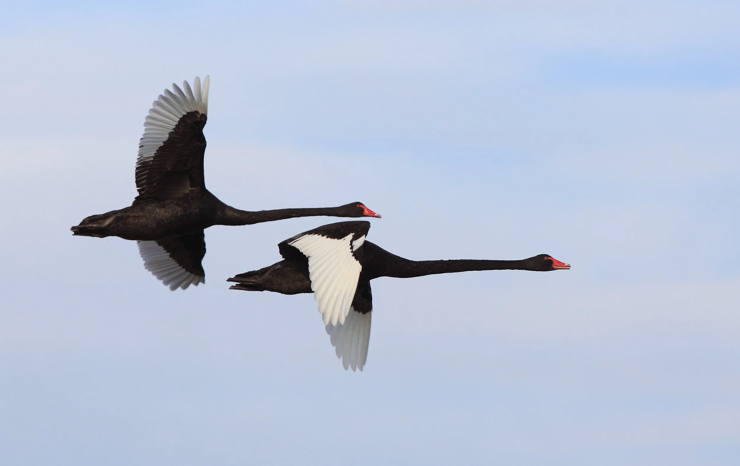 Lake Wollumboolla KBA saved!
