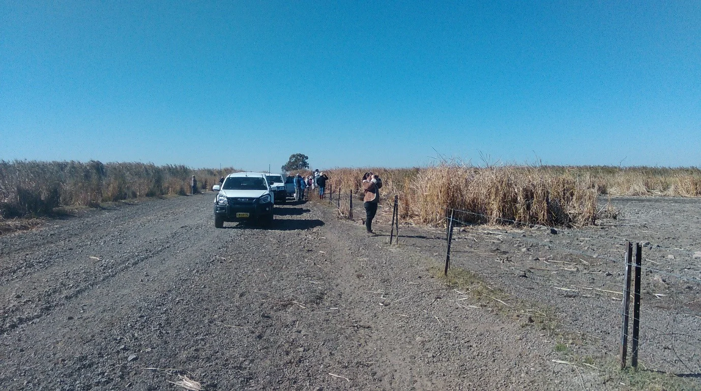 Drought in the Macquarie Marshes KBA 