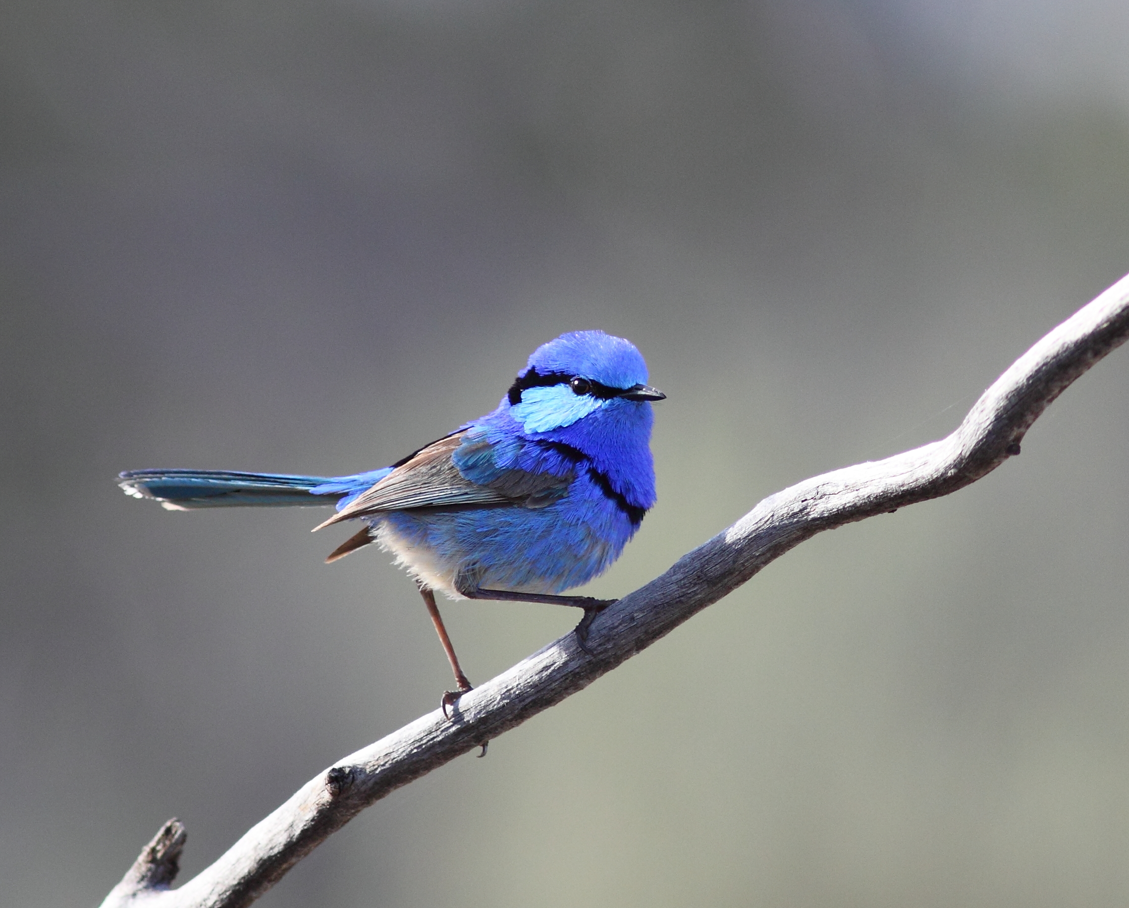 KBA Workshop Gluepot SA