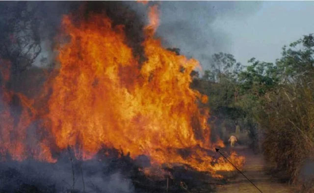 Gamba grass a risk to Biodiversity and Birders