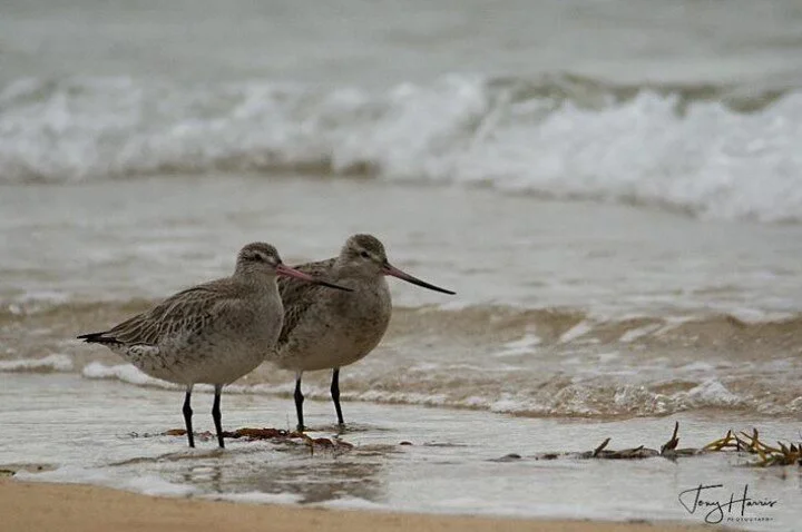 Rubicon Estuary KBA Newsletter - July 2020