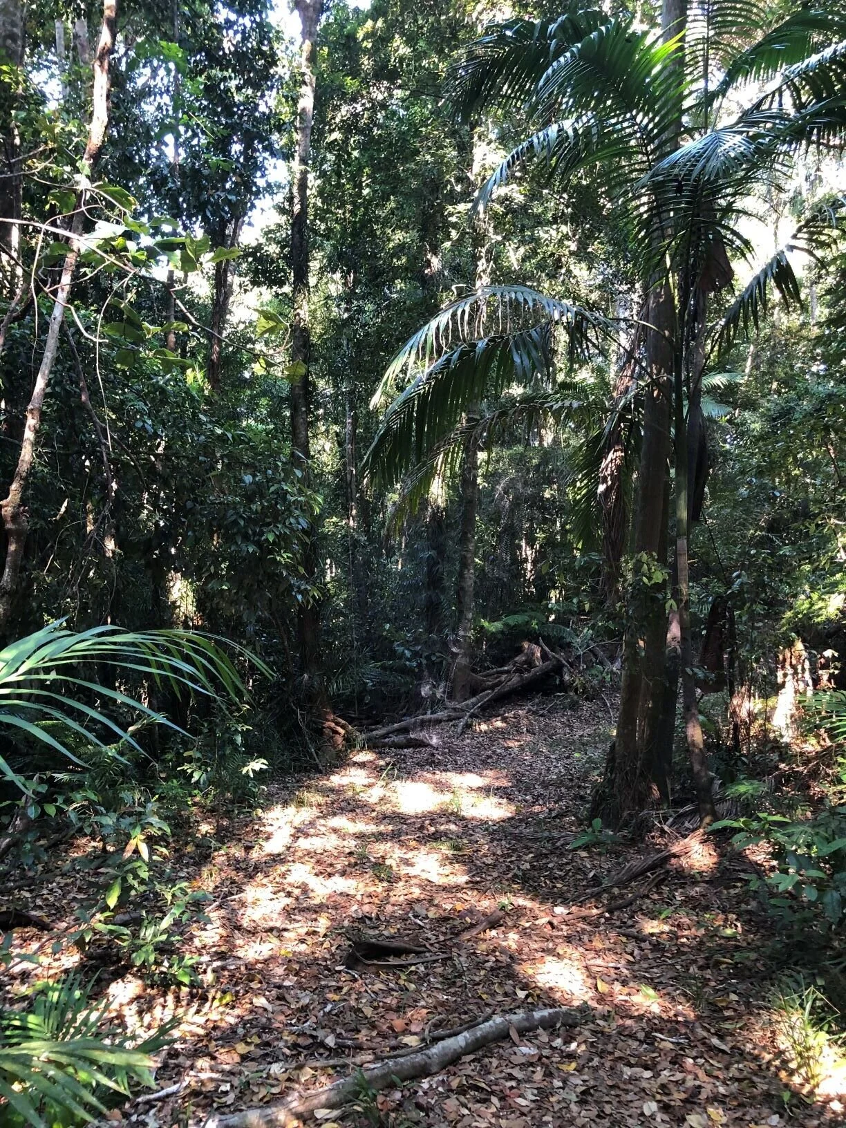 Twitchathon funds conservation research in Clarke Range KBA