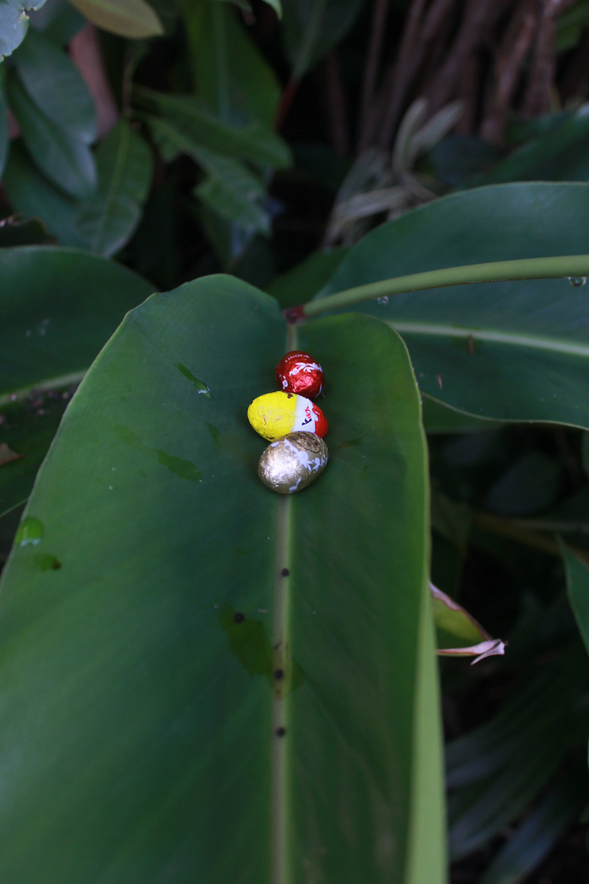 5th Annual KBA Easter Health-check - Looking for more KBA Guardians