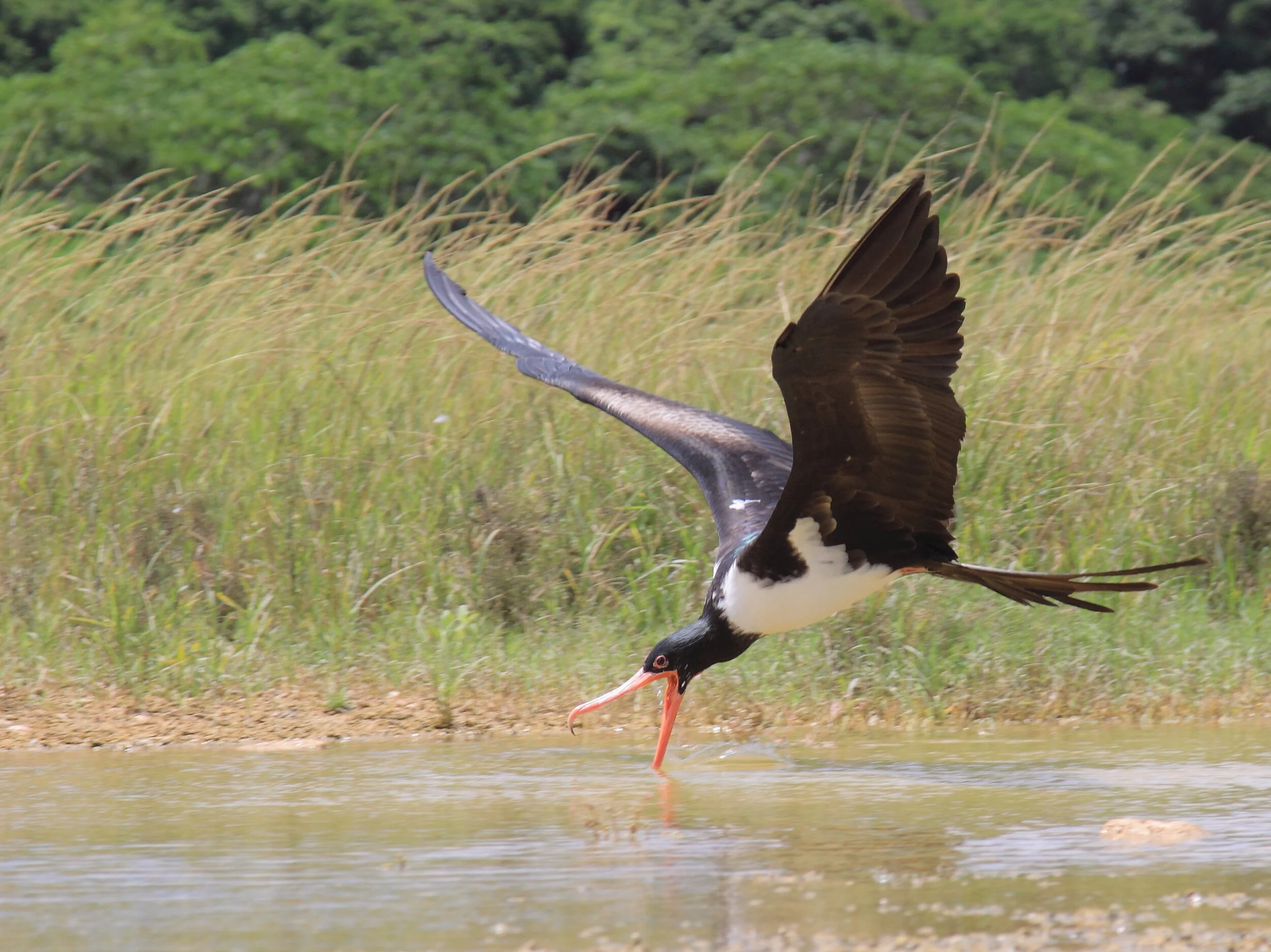 Snap up an Australian Bird Environment Fund (ABEF) Grant for your KBA - applications due 30th of April 2021