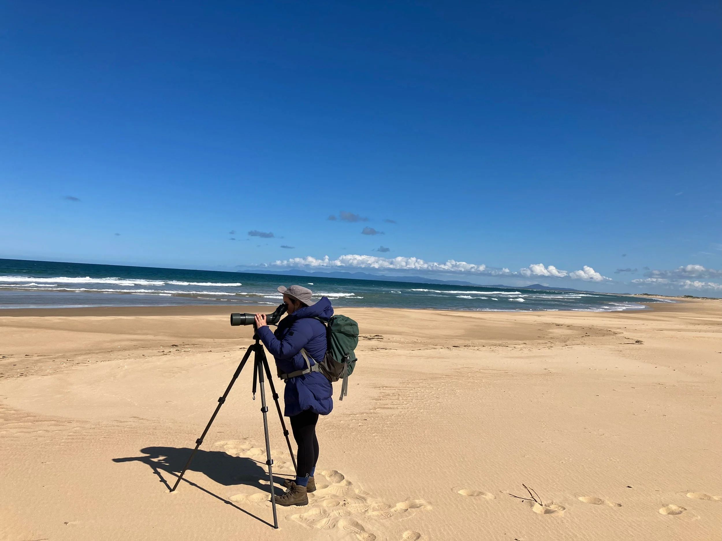 Searching for Hooded Plovers at the Corner Inlet KBA