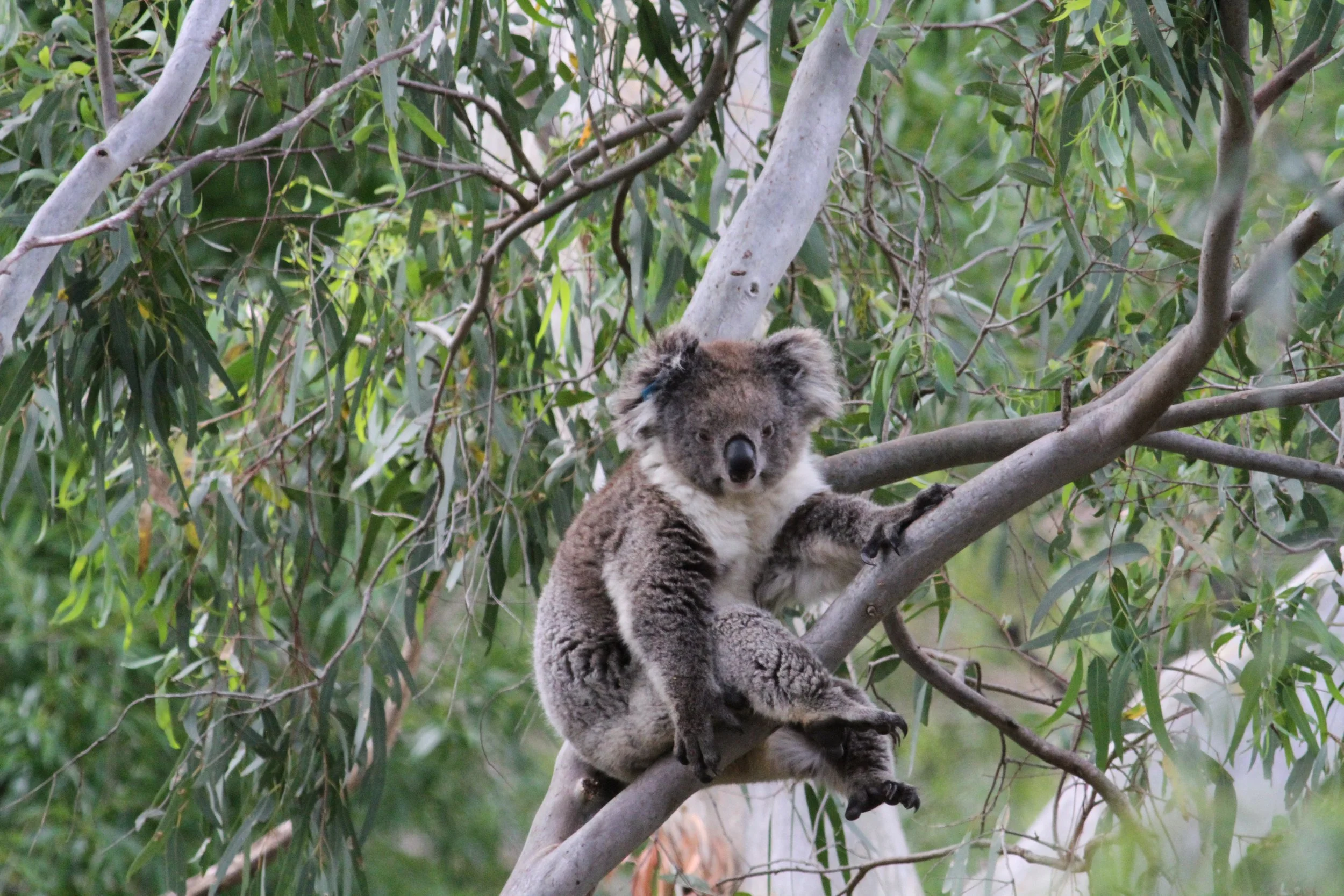 Global Biodiversity Framework - COP15