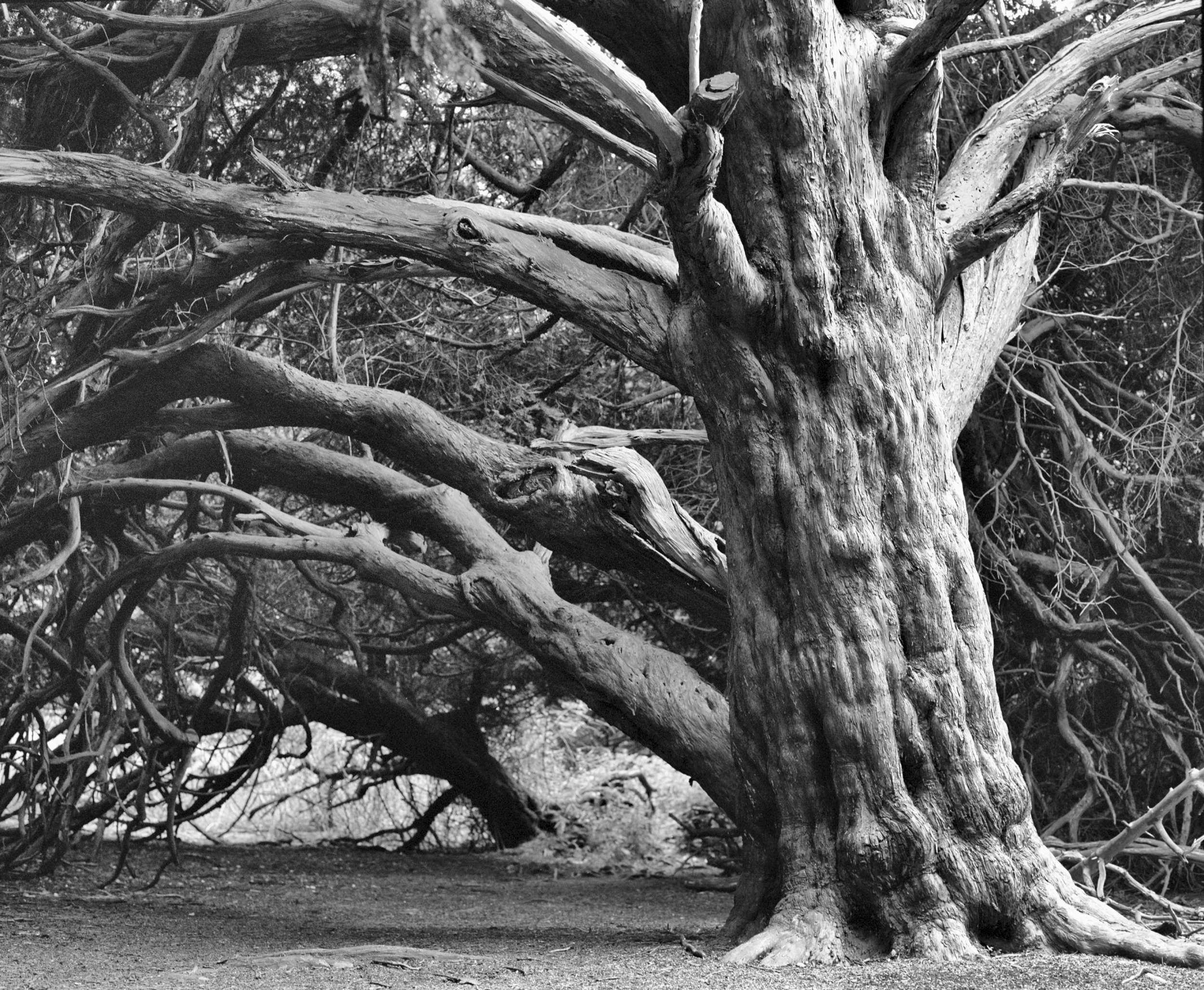 Yew Tree